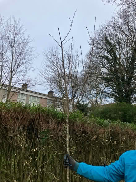 Photo of free Ballerina serviceberry bareroot (SE24) #1