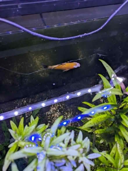 Photo of free Fish tank (IP5) #2