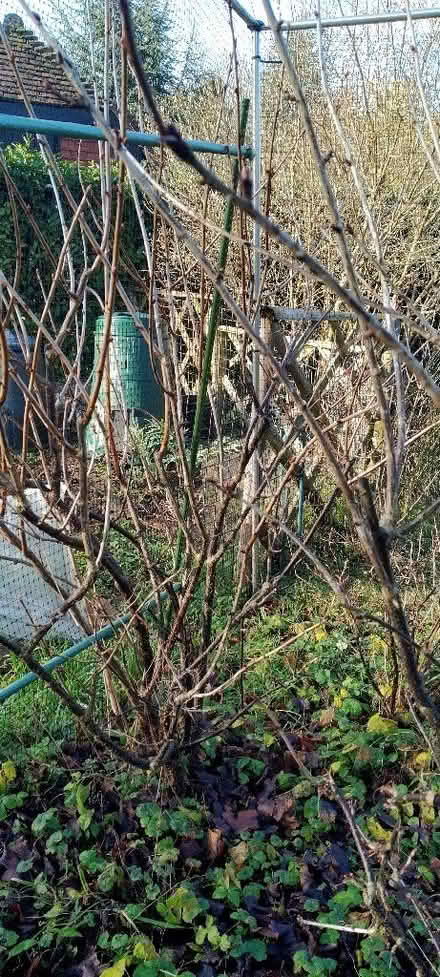 Photo of free Jostaberry bush (Kennington OX1) #1