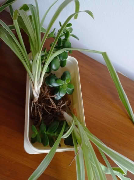 Photo of free Spider and money tree plants (Greenford Broadway, UB6) #1
