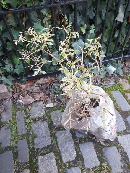 Photo of free Pieris plant (Wimbledon Village SW19) #1