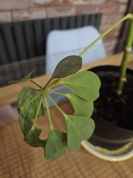 Photo of free Umbrella plant (Redditch B97) #2