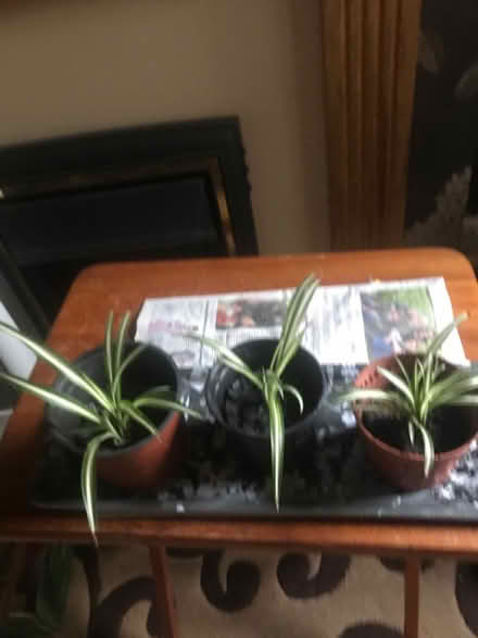 Photo of free Spider plants (CV4) #2