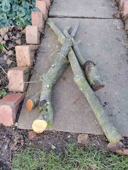 Photo of free Apple wood (California DE22) #1