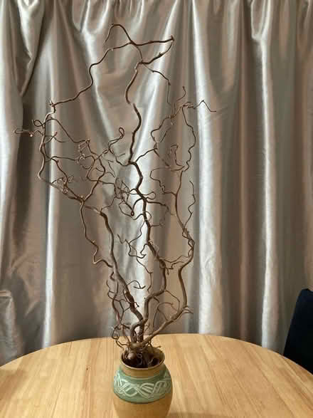 Photo of free Corylus Branches (Grimsbury OX16) #1