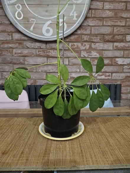 Photo of free Umbrella plant (Redditch B97) #1