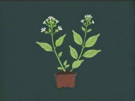 Photo of free Red valerian seedling (Wimbledon Village SW19) #1
