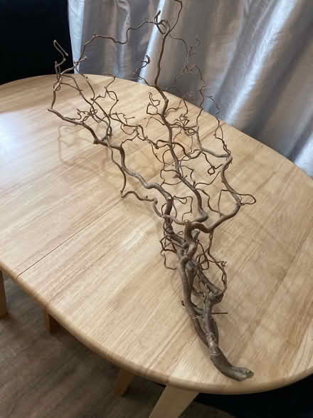 Photo of free Corylus Branches (Grimsbury OX16) #2