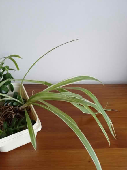 Photo of free Spider and money tree plants (Greenford Broadway, UB6) #2