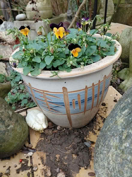 Photo of free Plant pot (Stroud GL5) #1