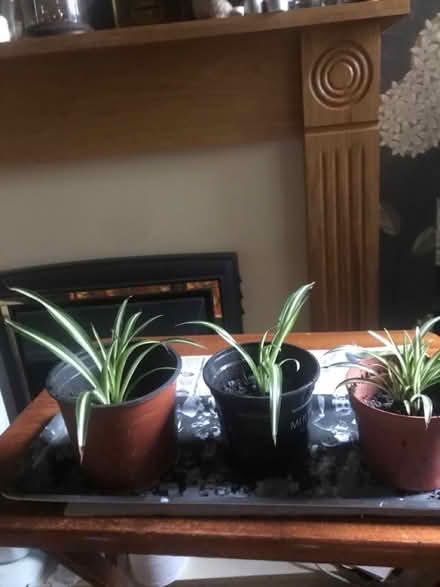 Photo of free Spider plants (CV4) #1