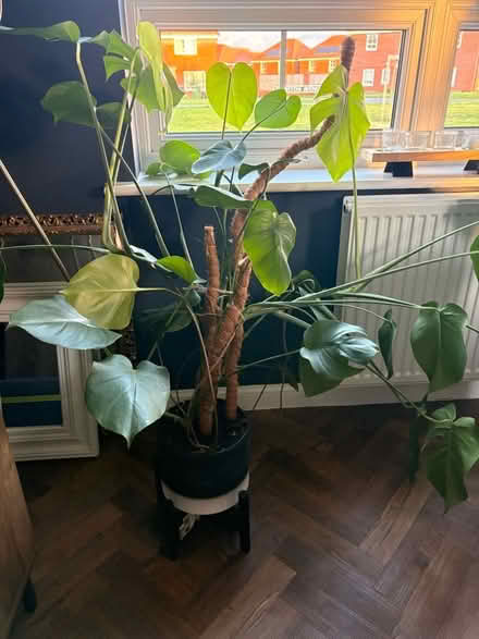 Photo of free Monstera (Hampden Park BN22) #1