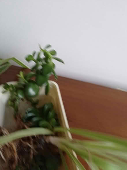 Photo of free Spider and money tree plants (Greenford Broadway, UB6) #3