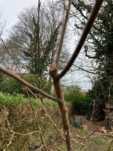 Photo of free Ballerina serviceberry bareroot (SE24) #2