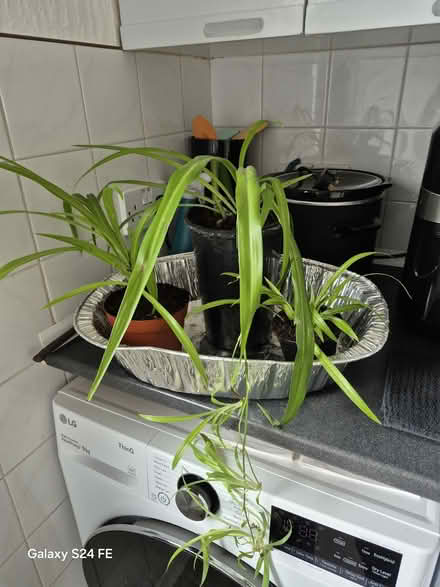 Photo of free spider plants (Middle Division (Main Portion) BT38) #1