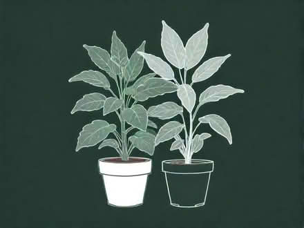 Photo of free House plant (Portsmouth PO2) #1