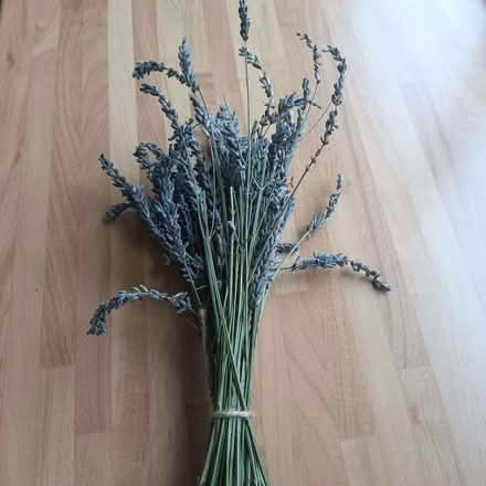 Photo of free Dried lavender (Haldens AL7) #1
