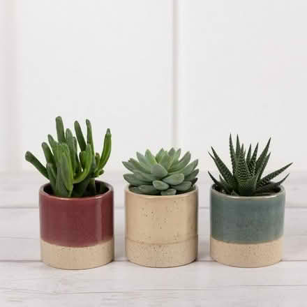 Photo of Mini indoor plants, succulents, clippings (Leighton Buzzard LU7) #1