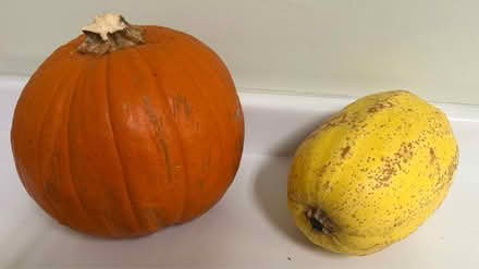 Photo of free Large pumpkin and spaghetti squash (Valencia Avenue, Sunnyvale) #1