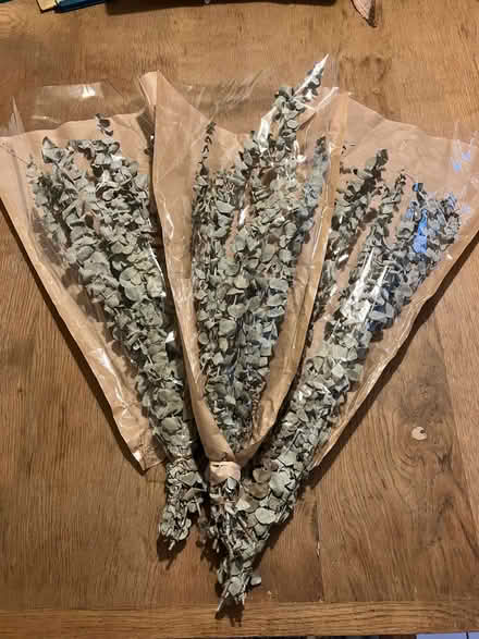Photo of free Bunches of dried eucalyptus (Malvern WR14) #1