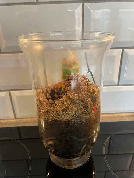 Photo of free Amaryllis Plant in vase (Leighton Buzzard LU7) #1