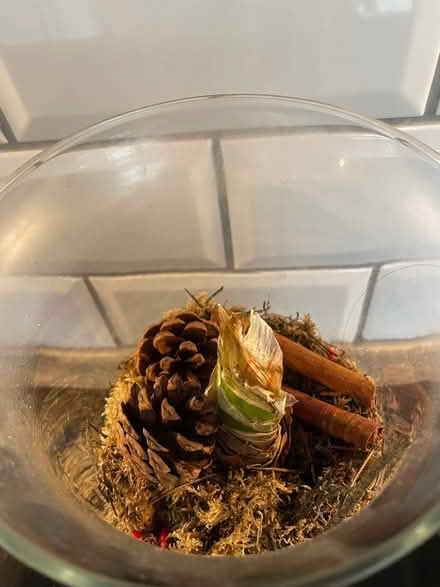 Photo of free Amaryllis Plant in vase (Leighton Buzzard LU7) #2