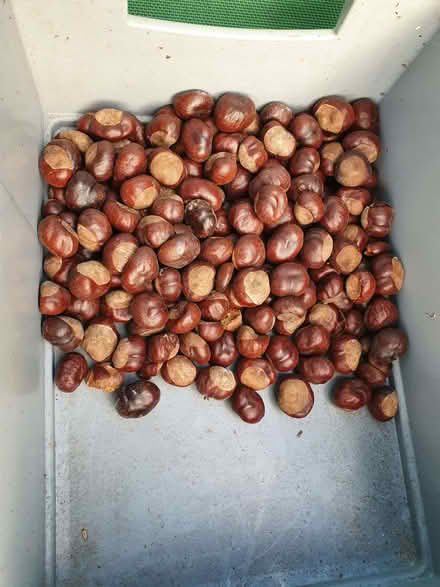 Photo of free Conkers (Booker HP12) #1