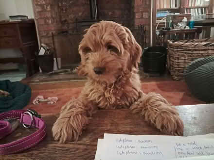 Photo of Stair Gate (Fallowfield M14) #1