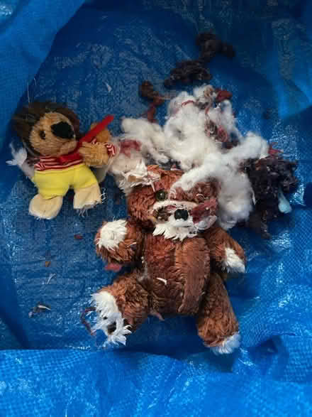 Photo of free soft toys crafts or recycling (N8 0LD) #1