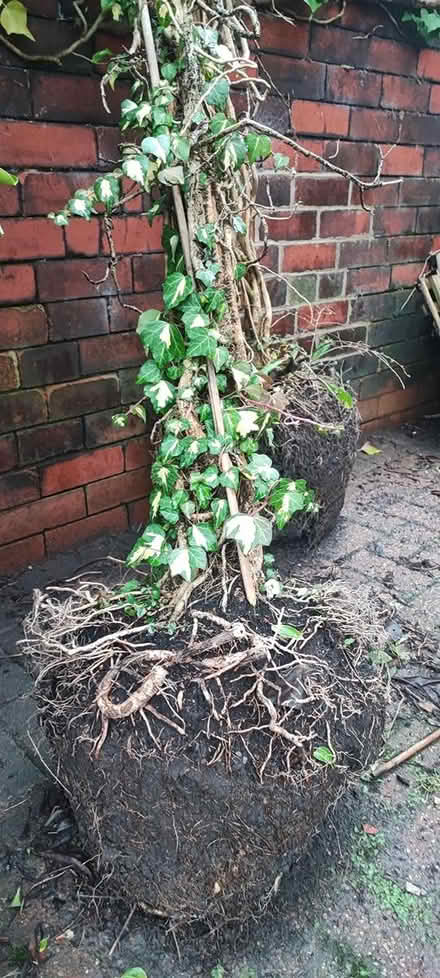 Photo of free Ivy plant (Heaton BL1) #1