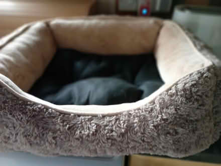 Photo of free Small/medium dog bed (Pinehurst SN25) #1