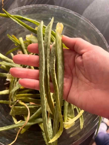 Photo of free Aloe leaves (Arlington, VA) #2