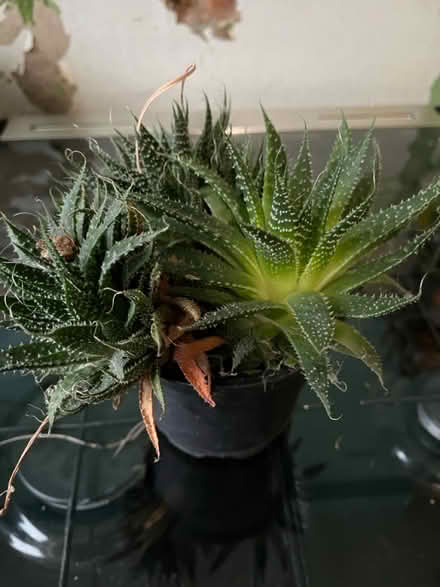 Photo of free Plants (Paisley PA2) #4