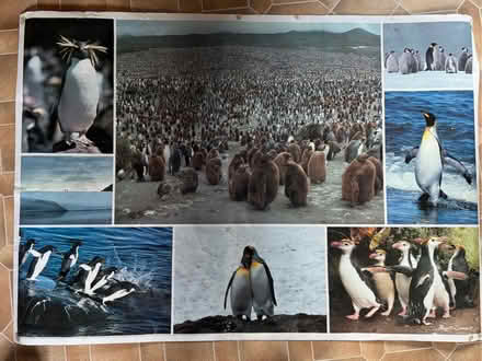 Photo of free Penguin posters (Eastbourne BN21) #1