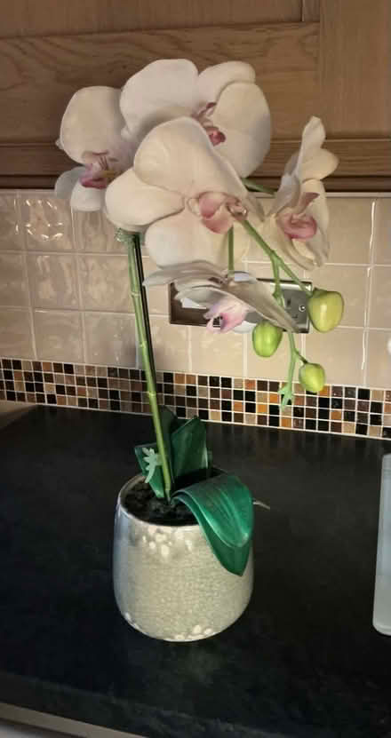 Photo of free Orchid (Starbeck HG1) #1