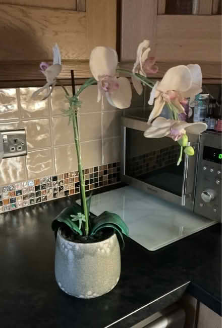 Photo of free Orchid (Starbeck HG1) #2