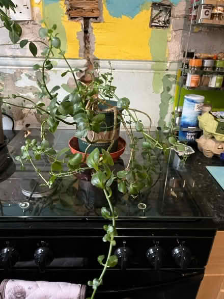 Photo of free Plants (Paisley PA2) #3