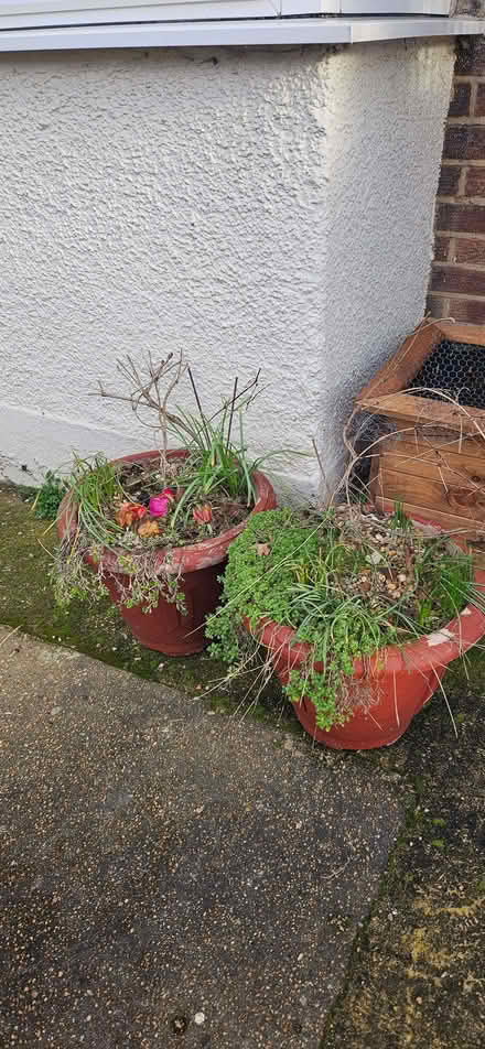 Photo of free Two large clematis plants in pots (Highams Park E4) #1