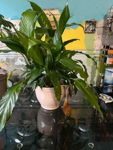 Photo of free Plants (Paisley PA2) #2