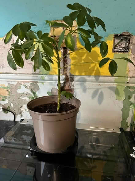 Photo of free Plants (Paisley PA2) #1