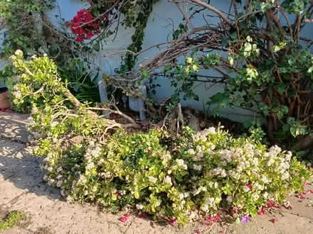 Photo of free Jade Pant (Allendale neighborhood) #1