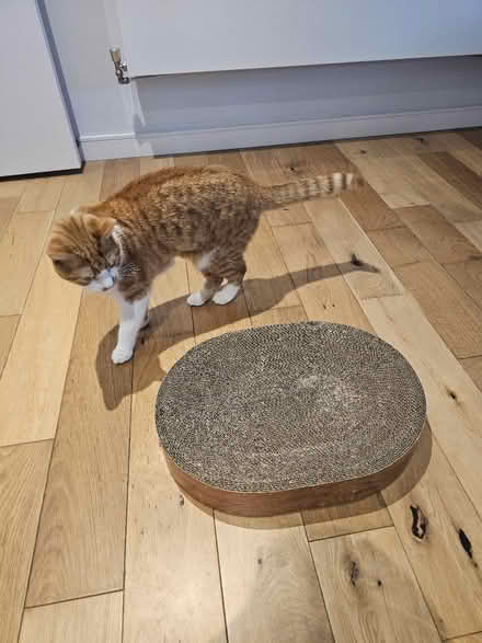 Photo of free Floor cat scratcher (Oval Quarter SW9) #1