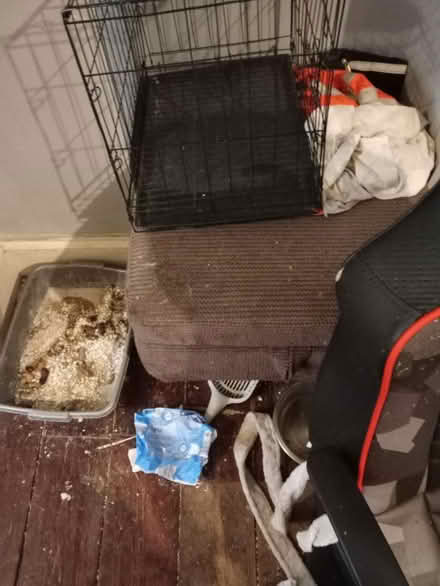 Photo of free Cusion (BS4) #1