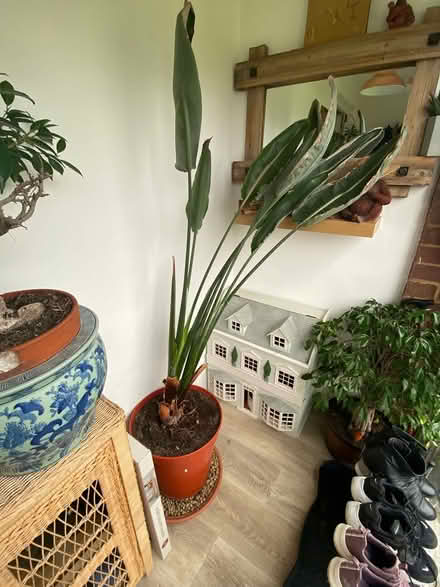 Photo of free Bird of paradise plant (strelitzia) (St Albans AL2) #1