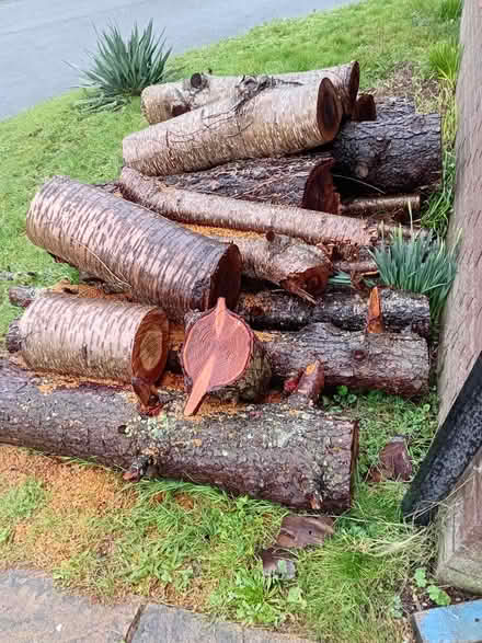 Photo of free Logs (Ludlow SY8) #1
