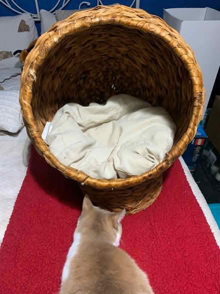 Photo of free Cat Basket (Colney Hatch N10) #1