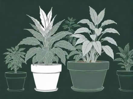 Photo of Large house plant pots (Harewood LS17) #1