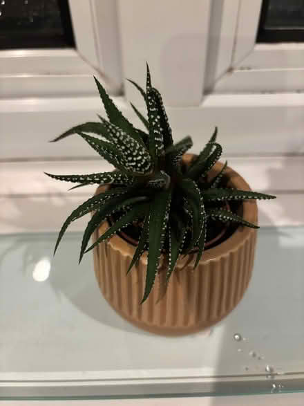 Photo of free Cactus plants (Cobham, KT11) #4