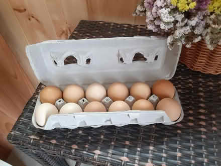 Photo of Eggs from backyard hens (Bounds Green N11) #1