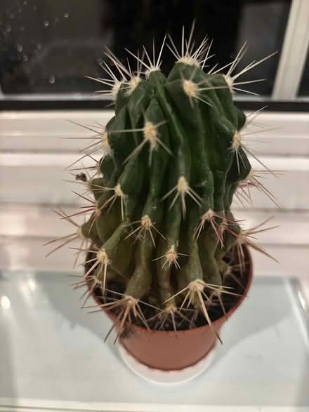 Photo of free Cactus plants (Cobham, KT11) #2